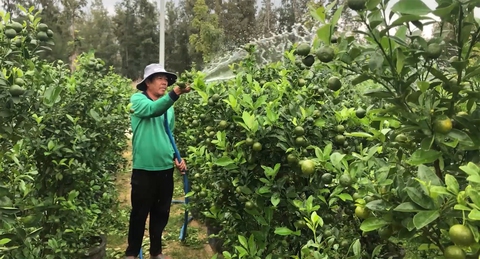 Hoa Tết ở Phú Yên: Được mùa quất, thất mùa mai - Ảnh 1. Hoa Tết ở Phú Yên: Được mùa quất, thất mùa mai - Ảnh 1.