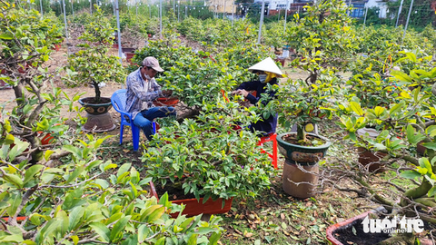 Nhà vườn hối hả xuống lá mai Tết, tính chuyện giảm giá bán - Ảnh 1. Nhà vườn hối hả xuống lá mai Tết, tính chuyện giảm giá bán - Ảnh 1.