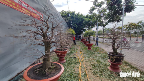 Nhà vườn hối hả xuống lá mai Tết, tính chuyện giảm giá bán - Ảnh 2. Nhà vườn hối hả xuống lá mai Tết, tính chuyện giảm giá bán - Ảnh 2.
