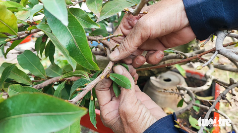 Nhà vườn hối hả xuống lá mai Tết, tính chuyện giảm giá bán - Ảnh 3. Nhà vườn hối hả xuống lá mai Tết, tính chuyện giảm giá bán - Ảnh 3.