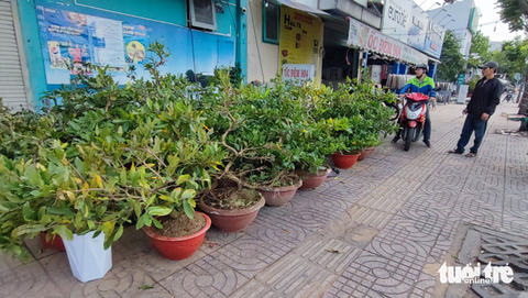 Nhà vườn hối hả xuống lá mai Tết, tính chuyện giảm giá bán - Ảnh 9. Nhà vườn hối hả xuống lá mai Tết, tính chuyện giảm giá bán - Ảnh 9.