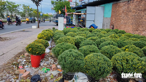 Nhà vườn hối hả xuống lá mai Tết, tính chuyện giảm giá bán - Ảnh 10. Nhà vườn hối hả xuống lá mai Tết, tính chuyện giảm giá bán - Ảnh 10.
