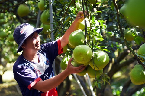 Sức mua kém, làng bưởi Tân Triều bán tháo không chờ Tết - Ảnh 2. Sức mua kém, làng bưởi Tân Triều bán tháo không chờ Tết - Ảnh 2.