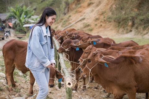 Ô là la, ra mà xem á hậu Phương Nhi dẫn bò về làng - Ảnh 1. Ô là la, ra mà xem á hậu Phương Nhi dẫn bò về làng - Ảnh 1.