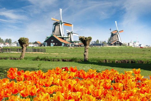 Cùng Vietravel đến Hà Lan khi mùa hoa Tulip đẹp nhất - Ảnh 1. Cùng Vietravel đến Hà Lan khi mùa hoa Tulip đẹp nhất - Ảnh 1.