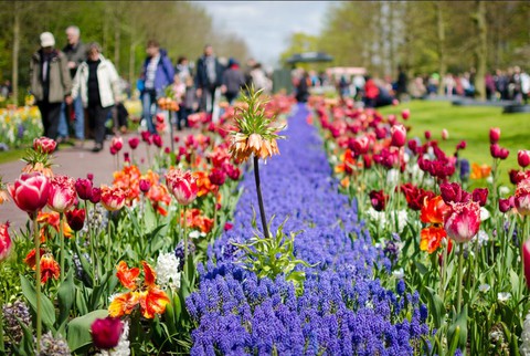 Cùng Vietravel đến Hà Lan khi mùa hoa Tulip đẹp nhất - Ảnh 2. Cùng Vietravel đến Hà Lan khi mùa hoa Tulip đẹp nhất - Ảnh 2.