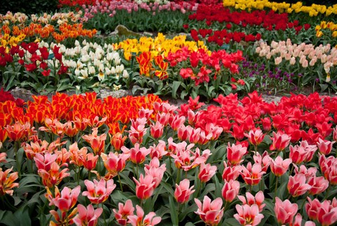Cùng Vietravel đến Hà Lan khi mùa hoa Tulip đẹp nhất - Ảnh 3. Cùng Vietravel đến Hà Lan khi mùa hoa Tulip đẹp nhất - Ảnh 3.