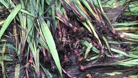 Hoa lay ơn ngã đổ, ruộng ngập trắng nước vì mưa gió lớn - Ảnh 2. Hoa lay ơn ngã đổ, ruộng ngập trắng nước vì mưa gió lớn - Ảnh 2.