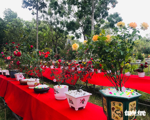 Về Sa Đéc, ngắm thành phố hoa hồng, thành phố tình yêu - Ảnh 2. Về Sa Đéc, ngắm thành phố hoa hồng, thành phố tình yêu - Ảnh 2.
