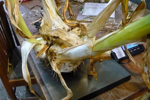 Củ tỏi gì mà nặng hơn 5kg - Ảnh 3. Củ tỏi gì mà nặng hơn 5kg - Ảnh 3.