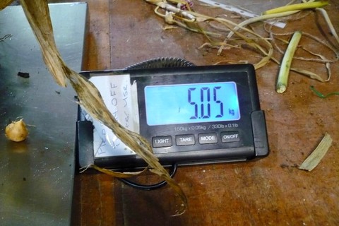 Củ tỏi gì mà nặng hơn 5kg - Ảnh 4. Củ tỏi gì mà nặng hơn 5kg - Ảnh 4.