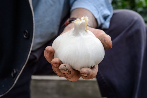 Củ tỏi gì mà nặng hơn 5kg - Ảnh 1. Củ tỏi gì mà nặng hơn 5kg - Ảnh 1.