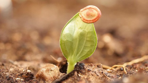 Em tôi muốn sống! - Ảnh 1. Em tôi muốn sống! - Ảnh 1.