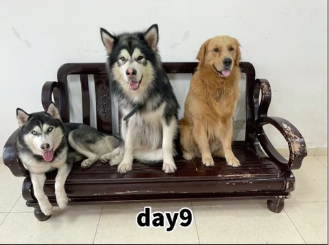3 chú chó sống không báo đời không nể làm dân mạng cười bể bụng - Ảnh 3. 3 chú chó sống không báo đời không nể làm dân mạng cười bể bụng - Ảnh 3.