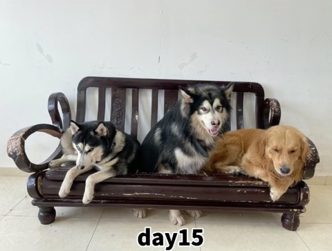 3 chú chó sống không báo đời không nể làm dân mạng cười bể bụng - Ảnh 4. 3 chú chó sống không báo đời không nể làm dân mạng cười bể bụng - Ảnh 4.