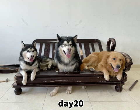 3 chú chó sống không báo đời không nể làm dân mạng cười bể bụng - Ảnh 5. 3 chú chó sống không báo đời không nể làm dân mạng cười bể bụng - Ảnh 5.