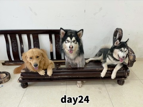3 chú chó sống không báo đời không nể làm dân mạng cười bể bụng - Ảnh 6. 3 chú chó sống không báo đời không nể làm dân mạng cười bể bụng - Ảnh 6.