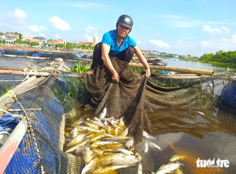 Vì sao cá nuôi lồng bè chết hàng loạt trên sông Nghèn? - Ảnh 2. Người dân thôn Sông Hải, xã Thạch Sơn cho biết cá chết lên đến hàng chục tấn - Ảnh: LÊ MINH
