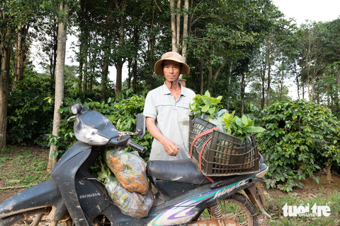 Vụ cấp giống cà phê không đạt chuẩn: 2 xe không đảm bảo chất lượng, yêu cầu dưỡng cây thêm - Ảnh 1. Nông dân huyện Hướng Hóa phản ánh nhiều cây giống cà phê không đảm bảo chất lượng - Ảnh: HOÀNG TÁO