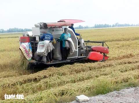 Nông dân thu hoạch lúa ở huyện Tri Tôn, An Giang - Ảnh: BỬU ĐẤU Nông dân thu hoạch lúa ở huyện Tri Tôn, tỉnh An Giang - Ảnh: BỬU ĐẤU