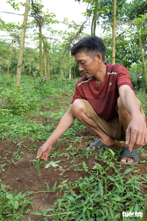 Cấp giống cà phê không đạt chuẩn: Thu hồi, đổi giống mới cho dân - Ảnh 3. Cây giống cà phê không đạt chiều cao sẽ bị cỏ rác vùi lấp, khó sống khi trồng ra rẫy - Ảnh: HOÀNG TÁO