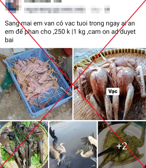 Động vật hoang dã dễ dàng tìm mua trên mạng - Ảnh: HỒNG NGUYỄN Động vật hoang dã dễ dàng tìm mua trên mạng - Ảnh: HỒNG NGUYỄN