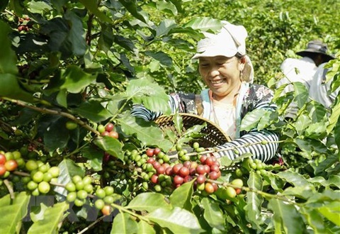 Niềm vui của người dân xã Tỏa Tình, huyện Tuần Giáo, tỉnh Điện Biên khi vụ cà phê được mùa, được giá. (Ảnh: Xuân Tư/TTXVN) Niềm vui của người dân xã Tỏa Tình, huyện Tuần Giáo, tỉnh Điện Biên khi vụ cà phê được mùa, được giá - Ảnh: TTXVN