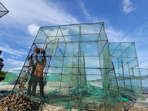 Biển Cam Ranh bị ô nhiễm vì rác thải từ lồng nuôi tôm hùm - Ảnh 2. Hầu hết vỏ sò, ốc, hàu... đều đổ thẳng xuống bãi cát gây mùi hôi thối - Ảnh: TRẦN HƯỚNG