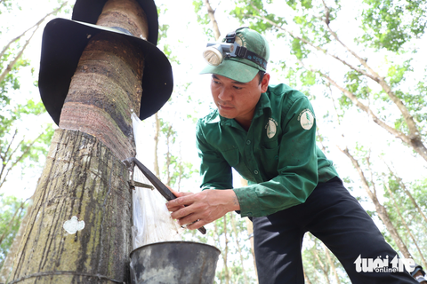 Theo anh Tiến, từng nhát dao cạo vào thân cây cao su là cả tâm huyết để đạt lượng mủ cao nhất - Ảnh: ĐĂNG NGUYÊN Theo anh Tiến, từng nhát dao cạo vào thân cây cao su là cả tâm huyết để đạt lượng mủ cao nhất - Ảnh: ĐĂNG NGUYÊN