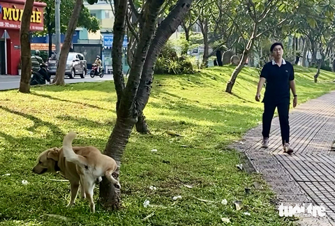Những hình ảnh xấu xí dọc kênh Nhiêu Lộc - Thị Nghè - Ảnh 5. Người dân thả chó đi vệ sinh bừa bãi trên thảm cỏ ở bờ kênh - Ảnh: TIẾN QUỐC