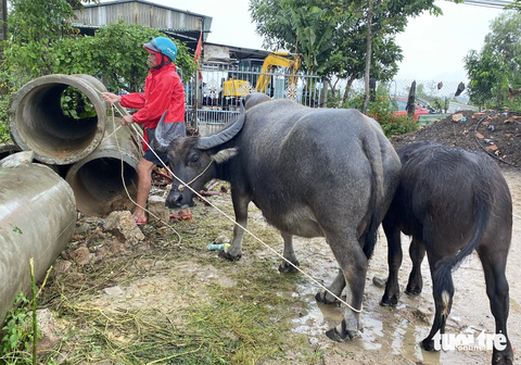 Ngập lũ nhiều nơi, dân dọn đồ đạc, hối hả dắt trâu 'chạy' lũ - Ảnh 3. Ông Dương cột đàn trâu ven quốc lộ 1 - Ảnh: LÊ TRUNG
