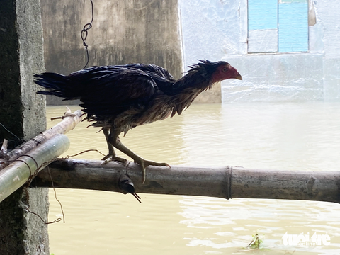 Ngập lũ nhiều nơi, dân dọn đồ đạc, hối hả dắt trâu 'chạy' lũ - Ảnh 7. Con gà ướt sũng vì mưa và nước lũ - Ảnh: LÊ TRUNG