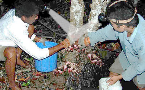 Ba khía, con sình lầy đi bán chợ xa - Kỳ 2: Săn ba khía giữa rừng khuya - Ảnh 2. Soi bắt ba khía trở thành nghề mưu sinh của nhiều dân rừng Cà Mau - Ảnh: THANH DŨNG