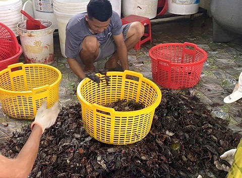 Công nhân làm ba khía muối - Ảnh: DIỆU QUÍ Công nhân làm ba khía muối - Ảnh: DIỆU QUÍ