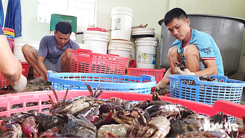 Ba khía, con sình lầy đi bán chợ xa - Kỳ 3: Mùa hội ba khía giữa rừng đêm - Ảnh 2. Anh Châu Sang (bìa phải) cùng nhân công phân loại ba khía trước khi đem đi muối - Ảnh: THANH HUYỀN