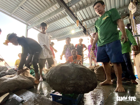Cảnh nhộn nhịp vào rạng sáng khi nông dân đem ba khía soi được đến bán cho vựa - Ảnh DIỆU QUÍ Cảnh nhộn nhịp vào rạng sáng khi nông dân đem ba khía soi được đến bán cho vựa - Ảnh DIỆU QUÍ