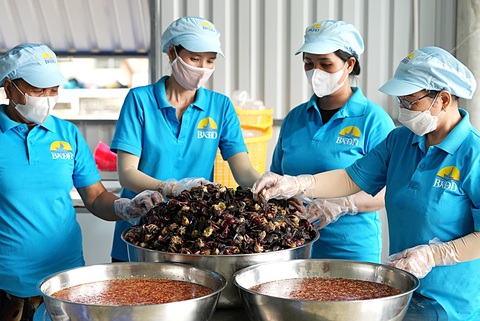 Ba khía, con sình lầy đi bán chợ xa - Kỳ 4: Ba khía lên đời đi máy bay - Ảnh 3. Công nhân HTX ba khía Đầm Dơi trộn ba khía vị chua ngọt và vị mặn ngọt - Ảnh: THANH HUYỀN