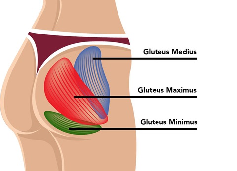 Chặn ngay Hội chứng "mông chết" sau Tết - Ảnh 1. Các nhóm cơ mông chính - Nguồn ảnh: Pexels