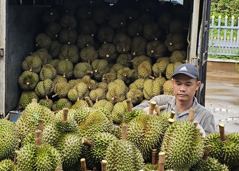 Tăng trưởng mạnh, xuất khẩu rau quả hướng tới kỷ lục 6 tỉ USD - Ảnh 1. Sầu riêng là mặt hàng có kim ngạch xuất khẩu tăng trưởng mạnh trong năm nay - Ảnh: N.TRÍ