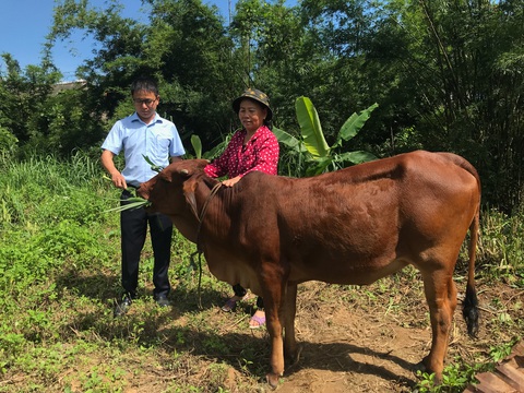 Huyện miền núi Quảng Trị hút khách nhờ ‘view điện gió’ - Ảnh 4. Bà Tuyến chăm sóc con bò giống do dự án điện gió tài trợ - Ảnh: HOÀNG TÁO