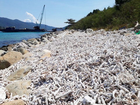 Làm sao phục hồi “thiên đường đã mất” cho vịnh Nha Trang - Ảnh 3. San hô chết phơi xác trắng xóa tại đảo Hòn Mun, là đảo trung tâm của Khu bảo tồn biển Hòn Mun trong vịnh Nha Trang - Ảnh: PHAN SÔNG NGÂN (chụp tháng 6-2022)