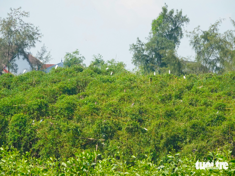 'Ma trận' bẫy chim trời mùa di cư tháo dỡ mãi không hết - Ảnh 1. Một lùm cây dùng để đơm, bẫy chim mùa di cư tại huyện Nghi Xuân - Ảnh: LÊ MINH