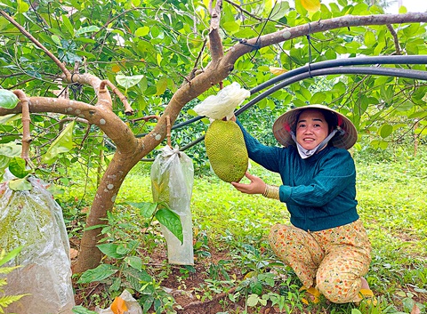 Đất đai ở Hòn Sơn chủ yếu pha cát nhưng nhờ dòng nước ngầm nên cây trái ở địa phương đều xanh tốt cho quả ngon ngọt Chị Huỳnh Thị Mai tích trữ nước suối để phục vụ ăn uống Đất đai ở Hòn Sơn chủ yếu pha cát nhưng nhờ dòng nước ngầm nên cây trái ở địa phương đều xanh tốt cho quả ngon ngọt Chị Huỳnh Thị Mai tích trữ nước suối để phục vụ ăn uống
