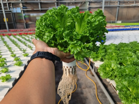 Từ nhân viên ngân hàng... thành ông chủ vườn rau thủy canh lớn nhất TP.HCM - Ảnh 2. Rau xà lách được trồng theo phương pháp thủy canh tại vườn anh Tuấn cho năng suất cao - Ảnh: T.N.