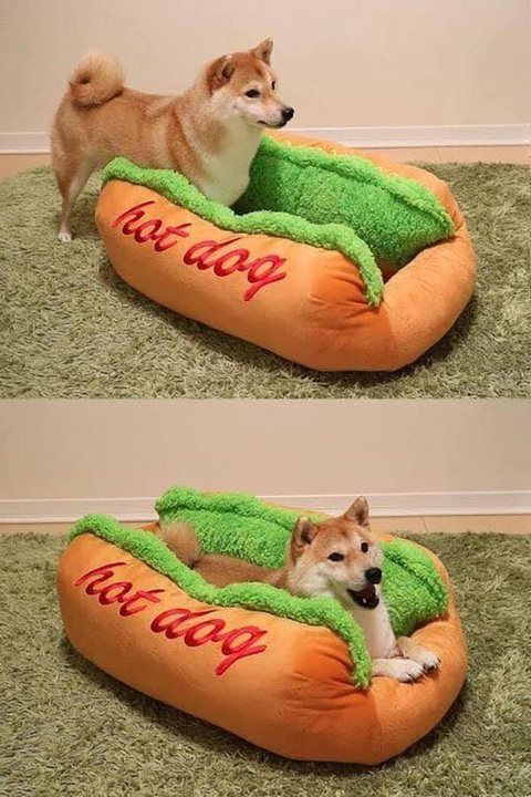 Ảnh vui 22-10: Cuộc sống vốn dĩ bất công - Ảnh 5. Bánh "hot dog".