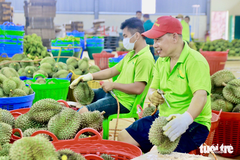 Quy trình thu hoạch, bảo quản sầu riêng cũng được đưa ra để nâng chất lượng sầu riêng - Ảnh: THẾ THẾ Quy trình thu hoạch, bảo quản sầu riêng cũng được đưa ra để nâng chất lượng sầu riêng - Ảnh: THẾ THẾ