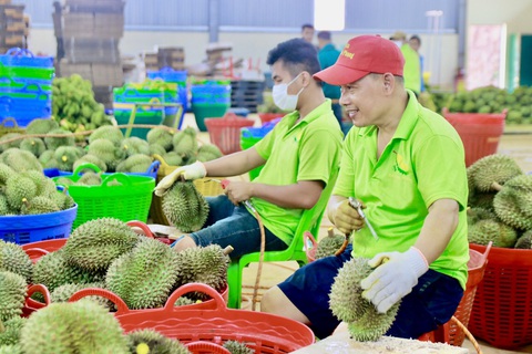 Quy trình thu hoạch, bảo quản sầu riêng cũng được đưa ra để nâng chất lượng sầu riêng - Ảnh: THẾ THẾ Quy trình thu hoạch, bảo quản sầu riêng cũng được đưa ra để nâng chất lượng sầu riêng - Ảnh: THẾ THẾ