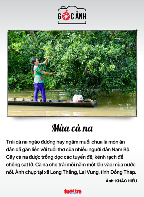 Mùa cà na - Ảnh: KHẮC HIẾU Mùa cà na - Ảnh: KHẮC HIẾU