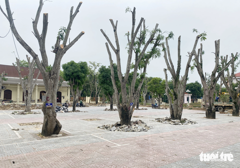 Thay hàng loạt cây xanh trong trụ sở, TP Vinh nói gì? - Ảnh 2. Các cây xoài bị cắt trụi, chuẩn bị di chuyển tới nơi khác
