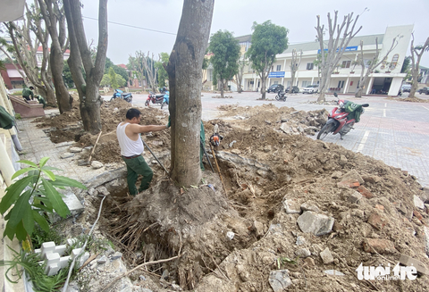 Thay hàng loạt cây xanh trong trụ sở, TP Vinh nói gì? - Ảnh 6. Các công nhân hối hả đào gốc, chuyển cây xanh đi trước ngày làm việc đầu tuần